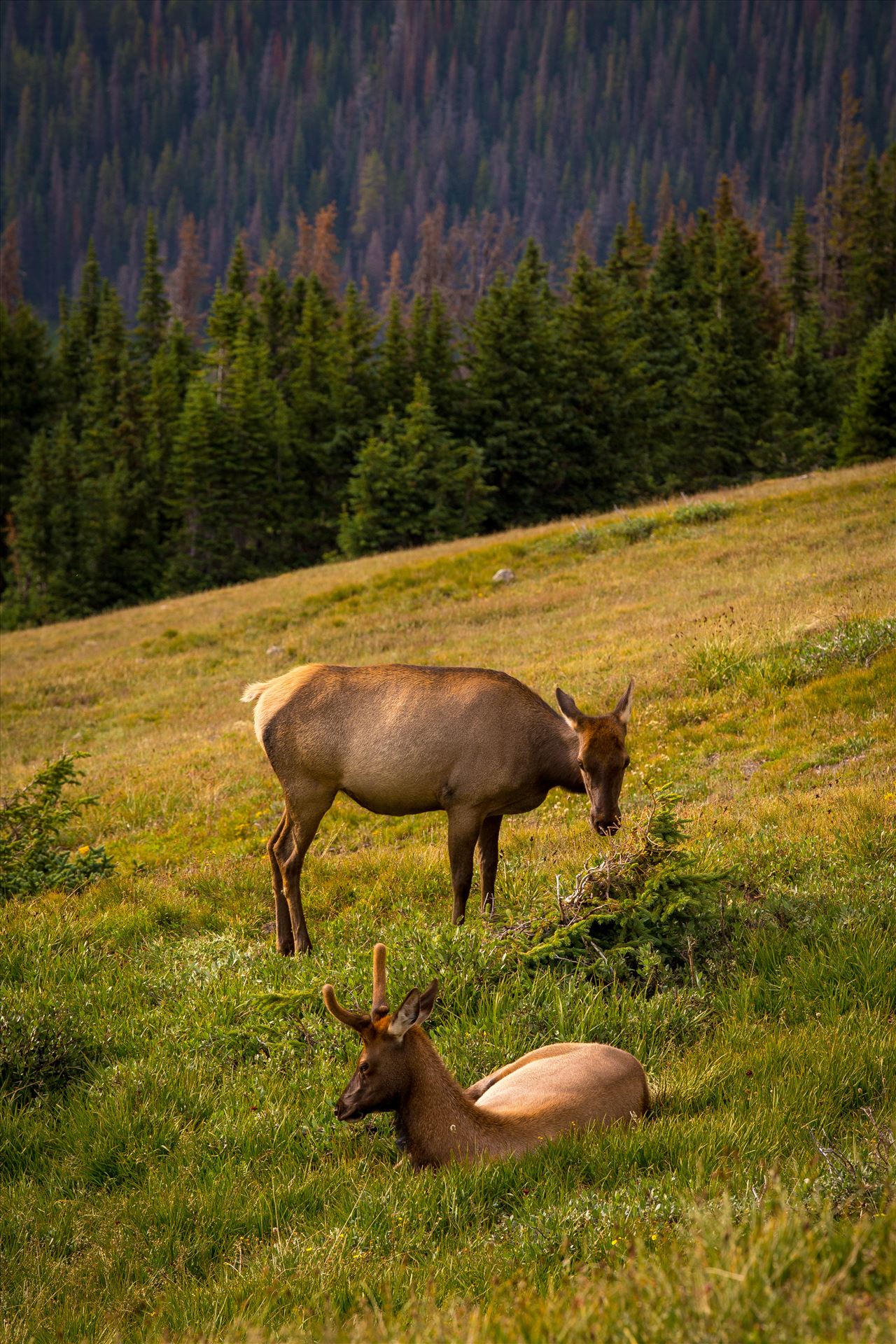 Relaxing in the Sun - An elk doe and her fawn in the Rocky Mountain National Park. by Scott Smith Photography Test