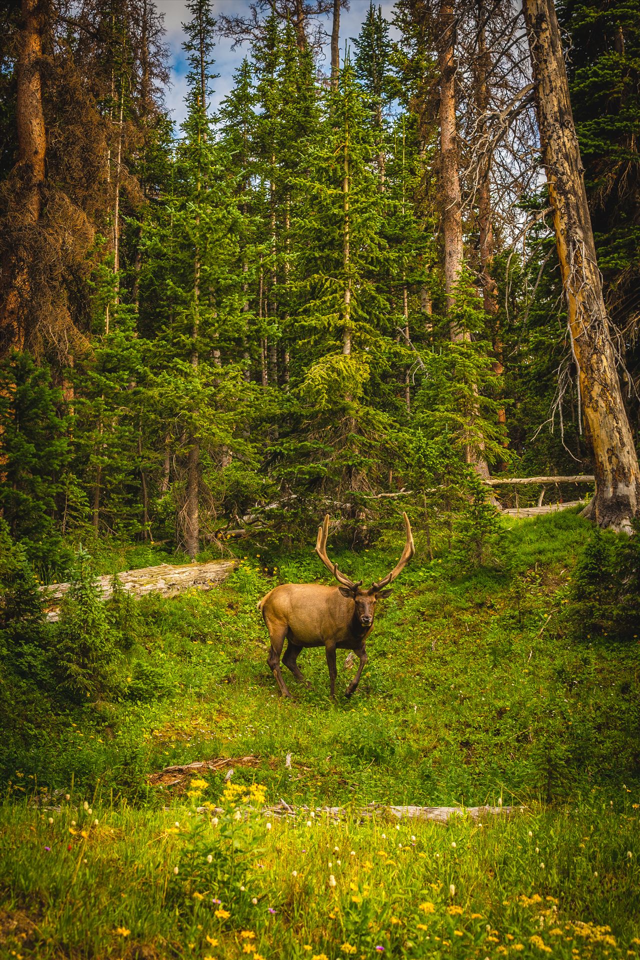 Elk in the Wild - A large elk bull grazes on summer foliage in the Rocky Mountain National Park. by Scott Smith Photography Test