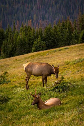 An elk doe and her fawn in the Rocky Mountain National Park.