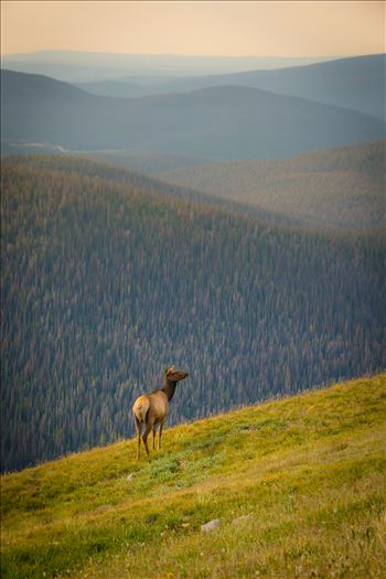 An elk looks into the distance near Trail Ridge Road, in the Rocky Mountain National Park.
