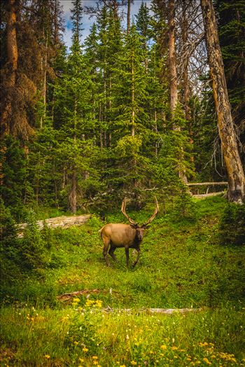 A large elk bull grazes on summer foliage in the Rocky Mountain National Park.